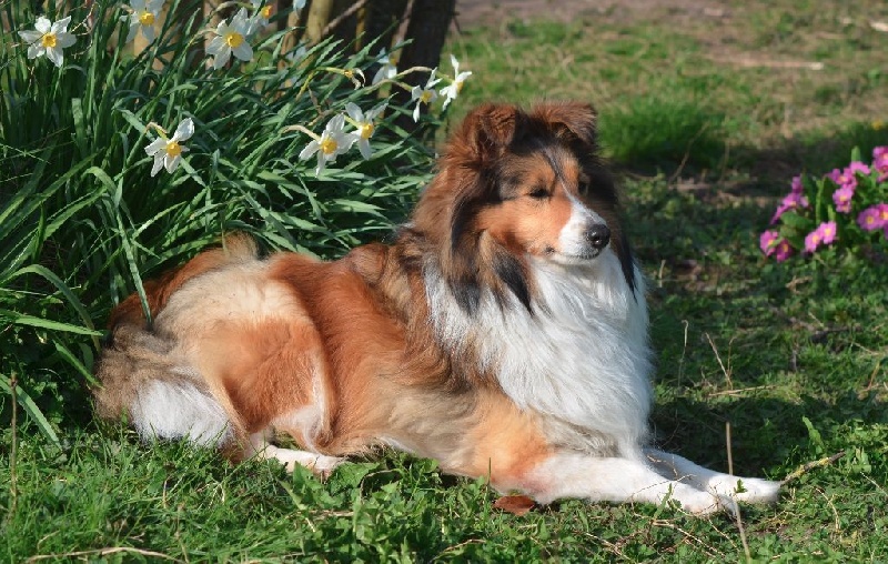 Les Shetland Sheepdog de l'affixe des lutins de Cassiopée