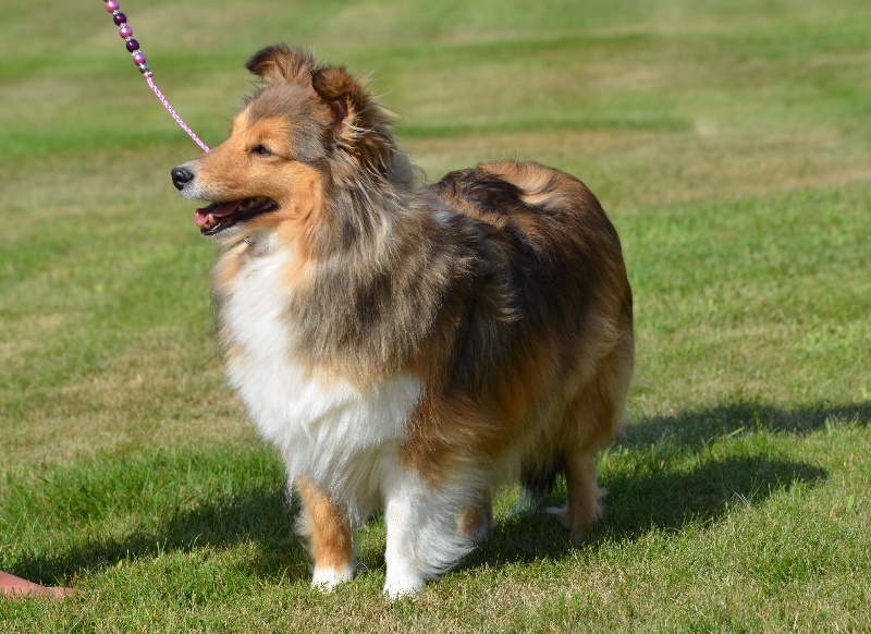 Dhaka des Farfadets de la Pinède