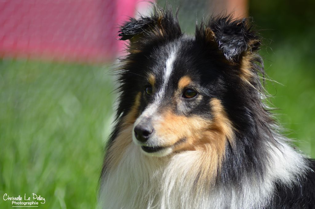 Lullaby for a night des lutins de Cassiopée