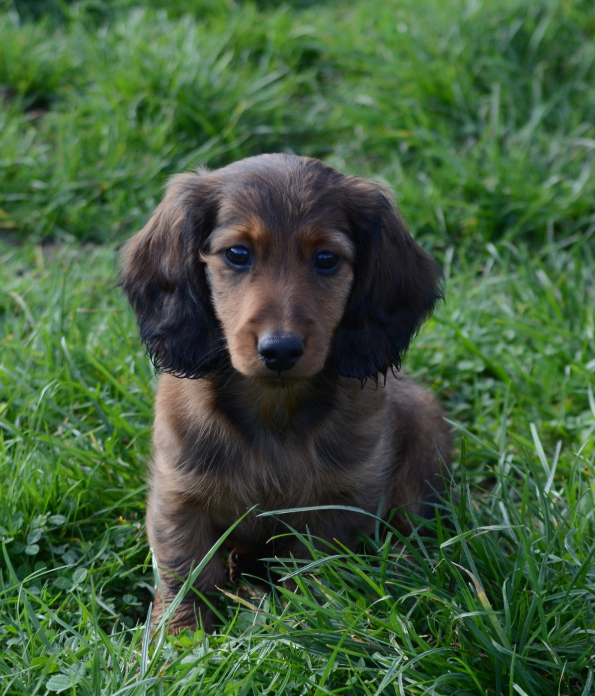 Arthur Pendragon du Chemin de L'Espoir