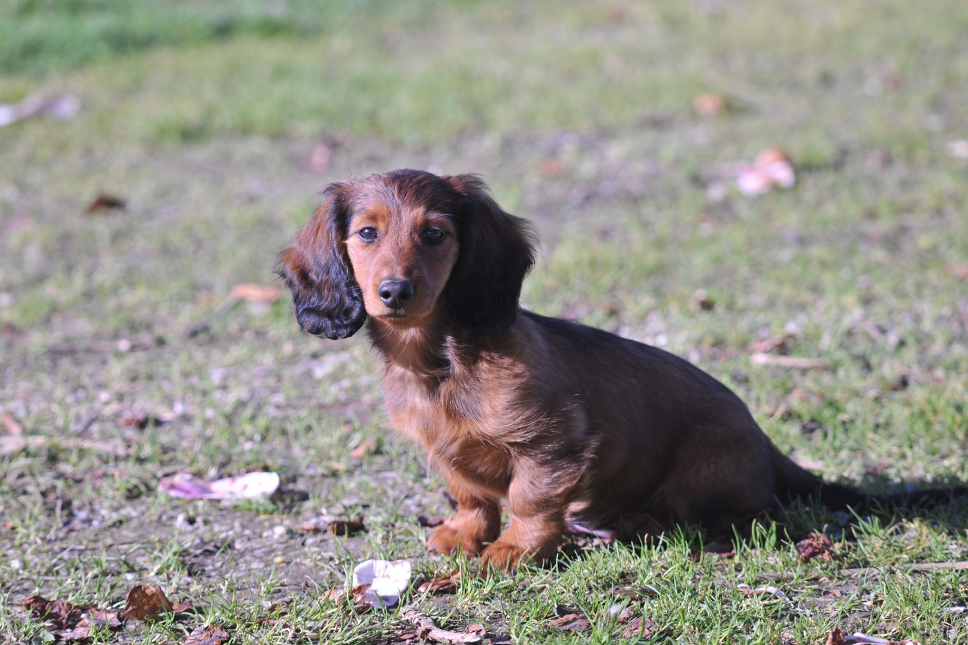 Arthur Pendragon du Chemin de L'Espoir