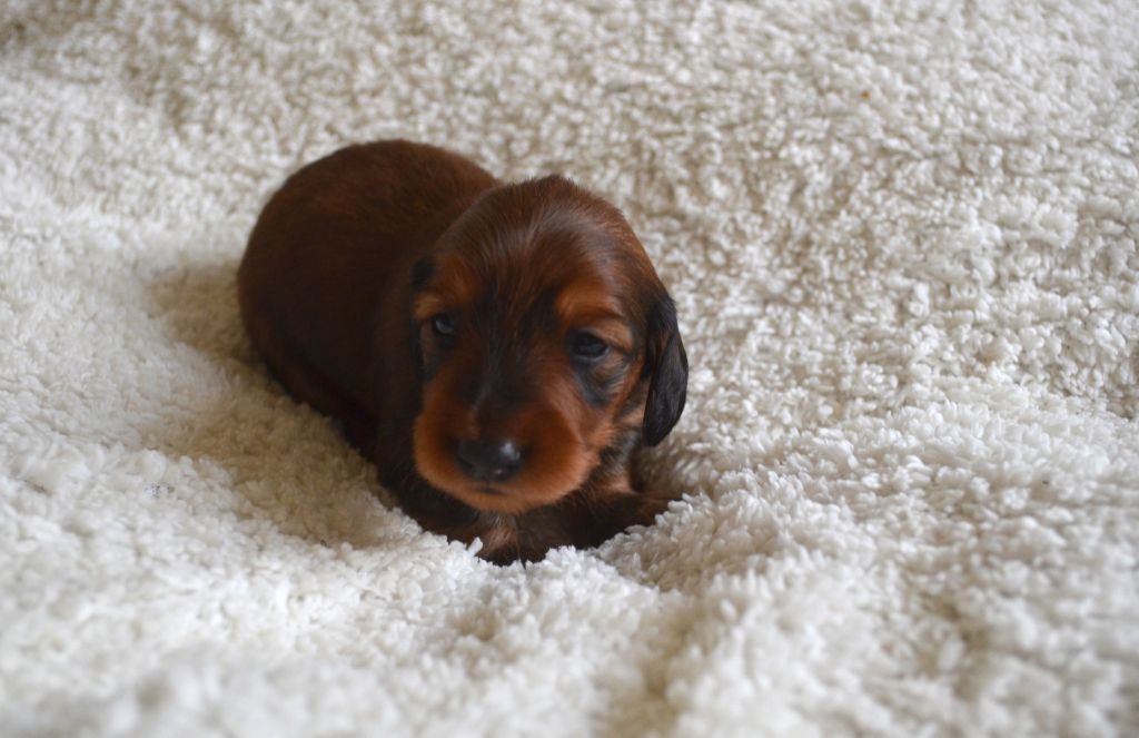des lutins de Cassiopée - Chiots disponibles - Teckel poil long