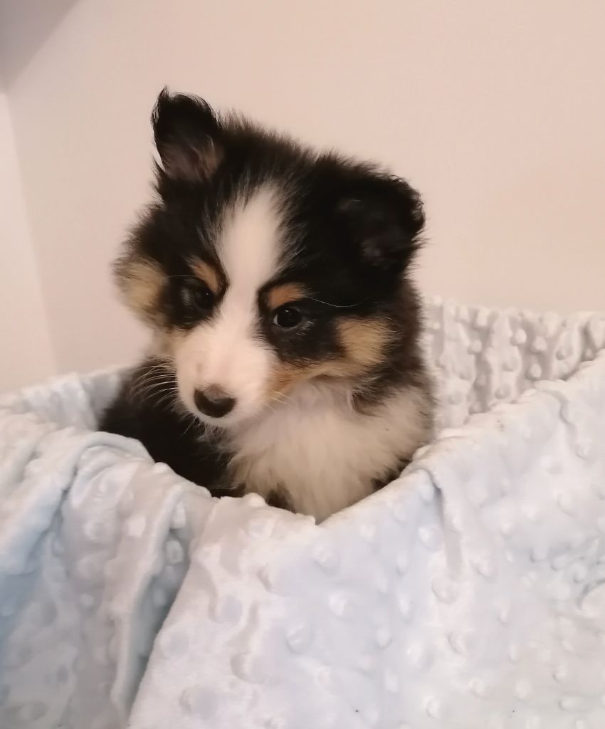 des lutins de Cassiopée - Shetland Sheepdog - Portée née le 12/10/2022