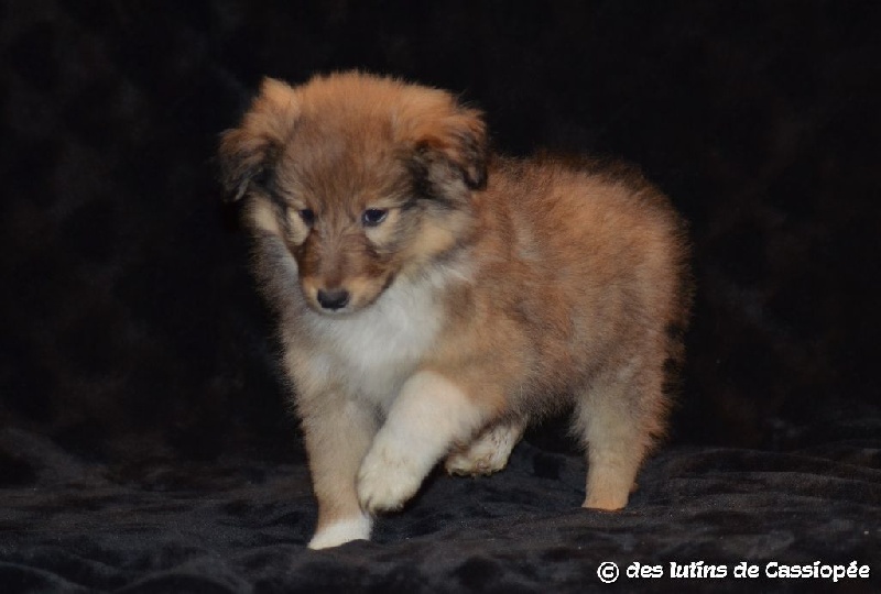 des lutins de Cassiopée - Shetland Sheepdog - Portée née le 20/11/2015