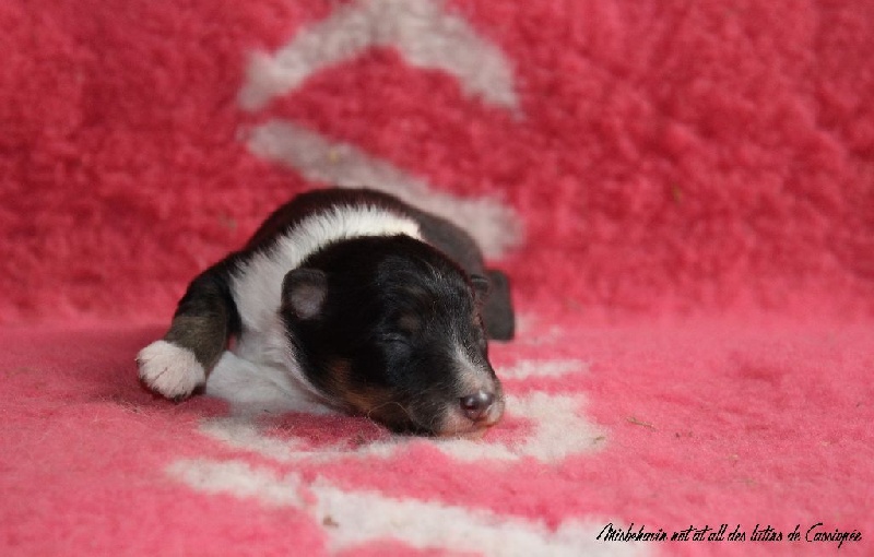 des lutins de Cassiopée - Shetland Sheepdog - Portée née le 21/09/2016