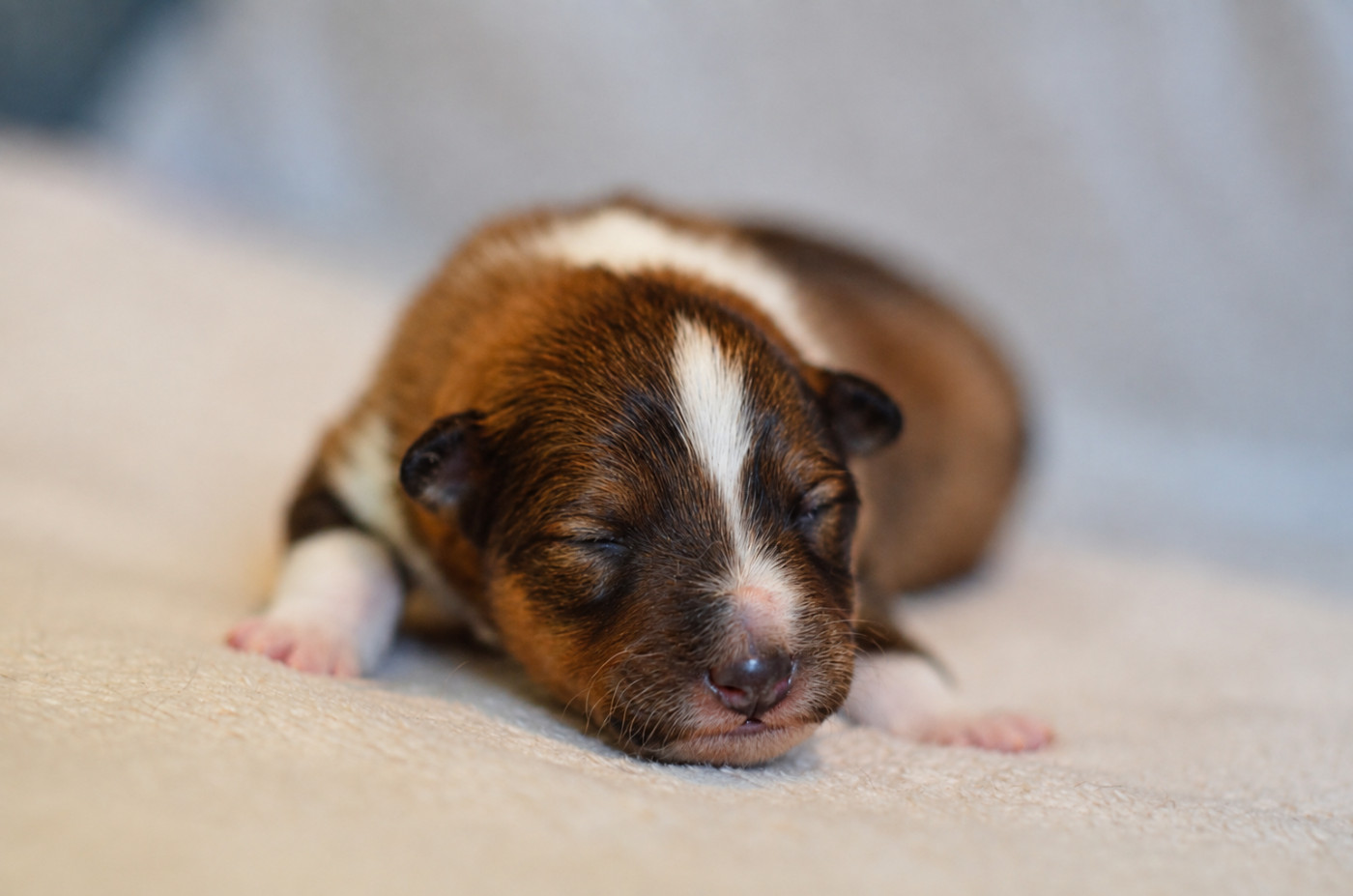 des lutins de Cassiopée - Chiots disponibles - Shetland Sheepdog