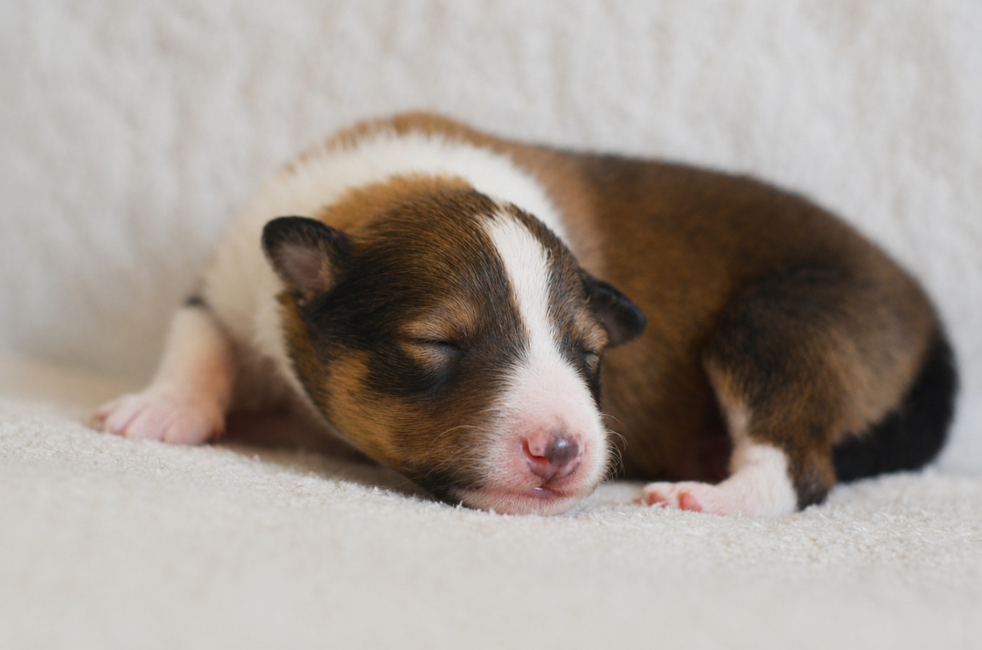 des lutins de Cassiopée - Chiots disponibles - Shetland Sheepdog