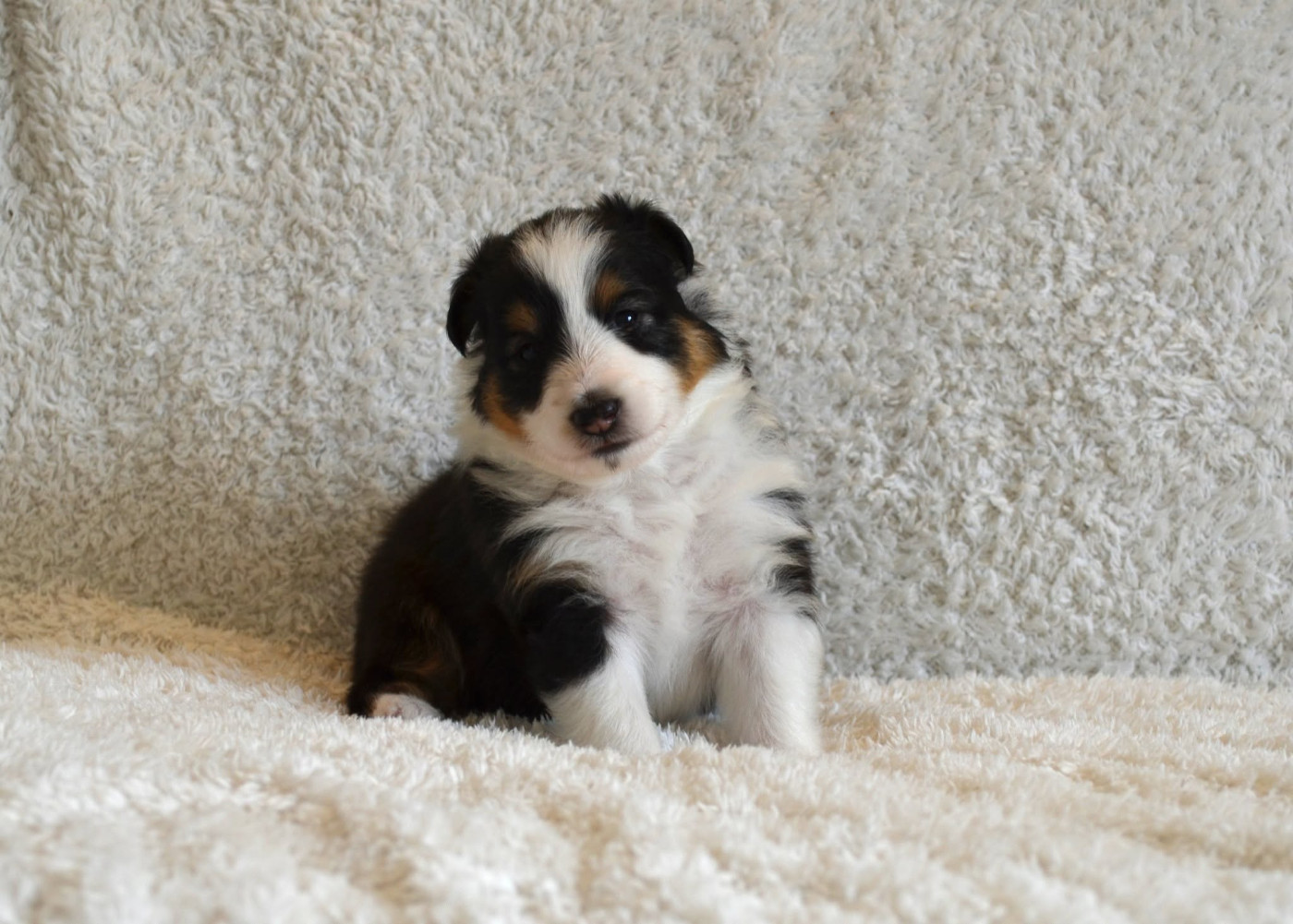des lutins de Cassiopée - Chiots disponibles - Shetland Sheepdog
