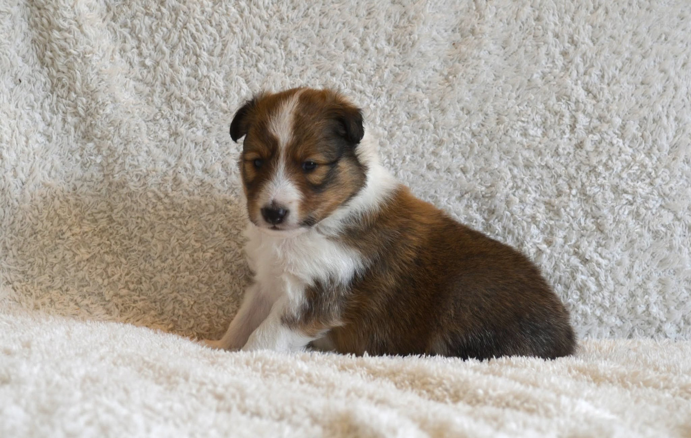 des lutins de Cassiopée - Chiots disponibles - Shetland Sheepdog