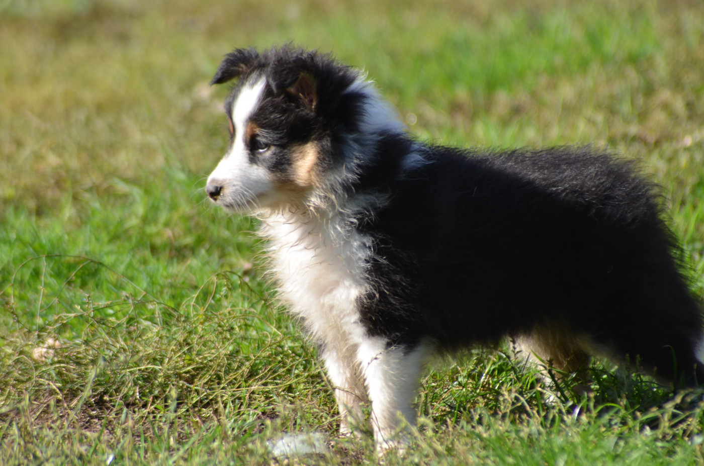 des lutins de Cassiopée - Chiots disponibles - Shetland Sheepdog