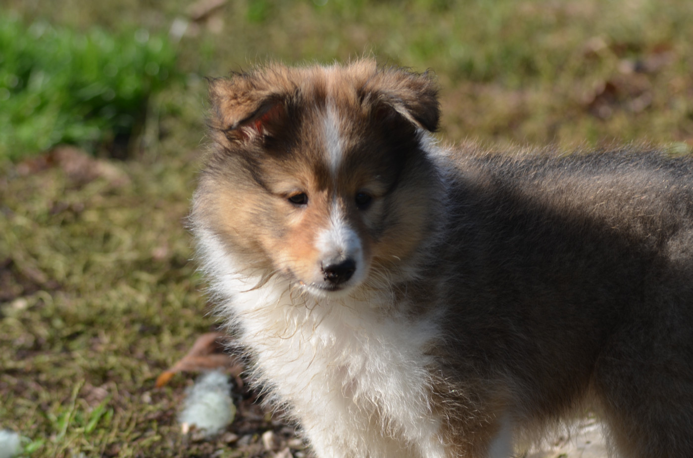 des lutins de Cassiopée - Chiots disponibles - Shetland Sheepdog