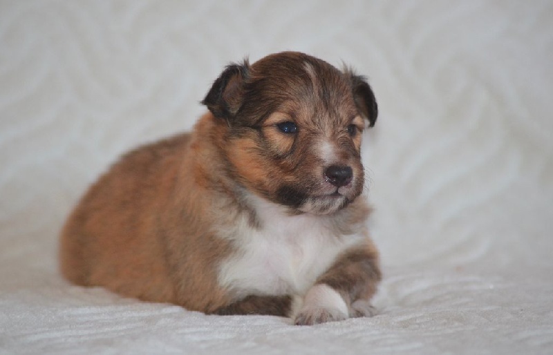 des lutins de Cassiopée - Shetland Sheepdog - Portée née le 28/07/2015