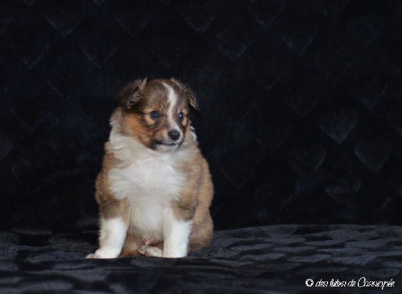 des lutins de Cassiopée - Shetland Sheepdog - Portée née le 10/11/2015