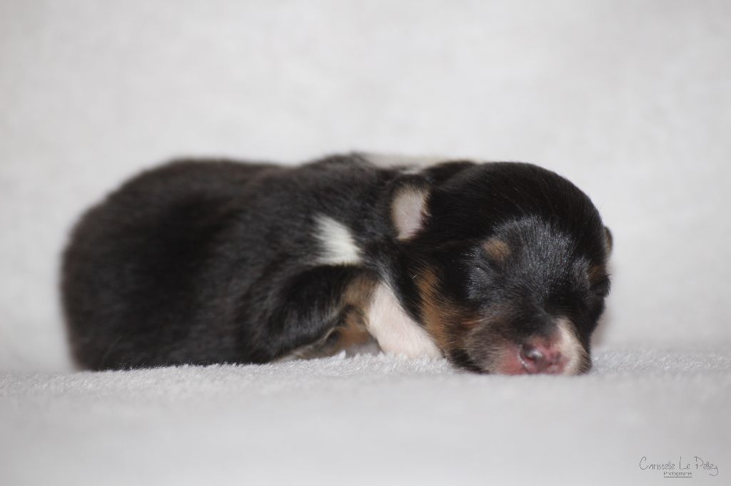 des lutins de Cassiopée - Shetland Sheepdog - Portée née le 24/02/2017