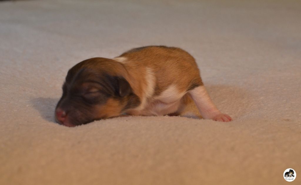 des lutins de Cassiopée - Shetland Sheepdog - Portée née le 25/05/2019