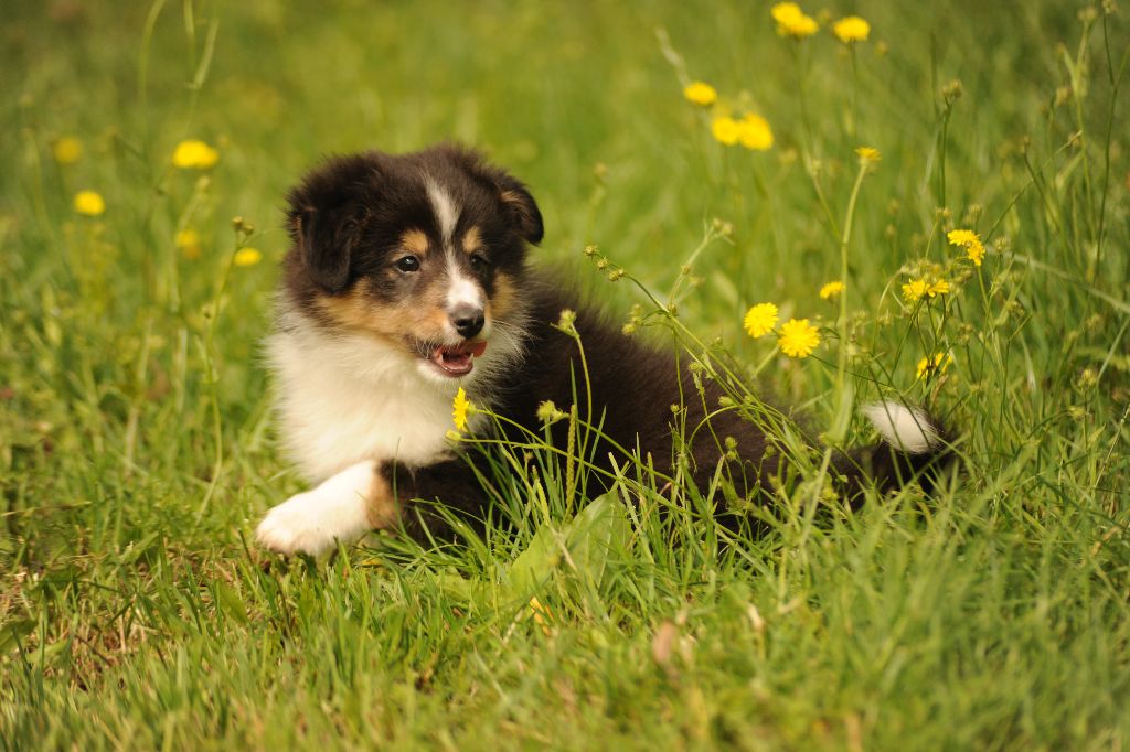 des lutins de Cassiopée - Shetland Sheepdog - Portée née le 02/06/2021