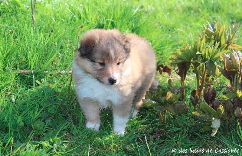 des lutins de Cassiopée - Shetland Sheepdog - Portée née le 02/03/2016