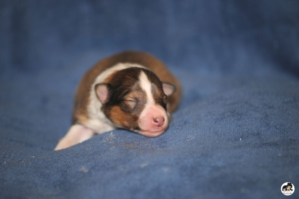 des lutins de Cassiopée - Shetland Sheepdog - Portée née le 08/04/2020