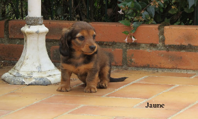 CHIOT