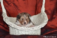 CHIOT