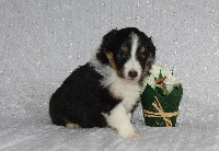 CHIOT