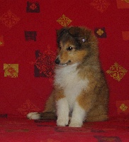 CHIOT