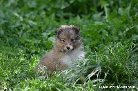 CHIOT