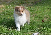 Marvel's The Avengers des lutins de Cassiopée