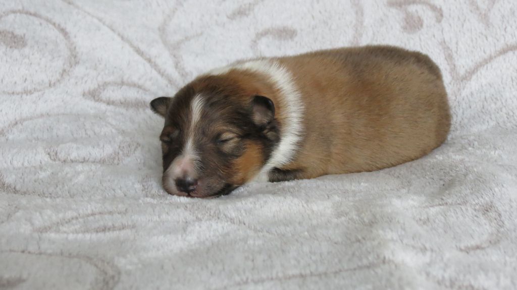 des lutins de Cassiopée - Chiots disponibles - Shetland Sheepdog