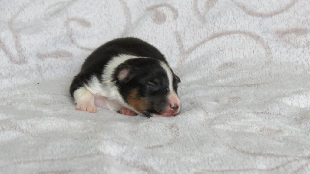 des lutins de Cassiopée - Chiots disponibles - Shetland Sheepdog