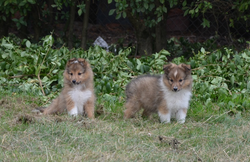 des lutins de Cassiopée - Shetland Sheepdog - Portée née le 11/06/2013