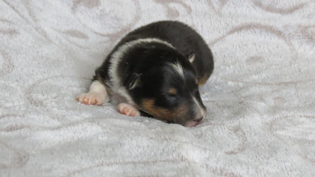 des lutins de Cassiopée - Chiots disponibles - Shetland Sheepdog