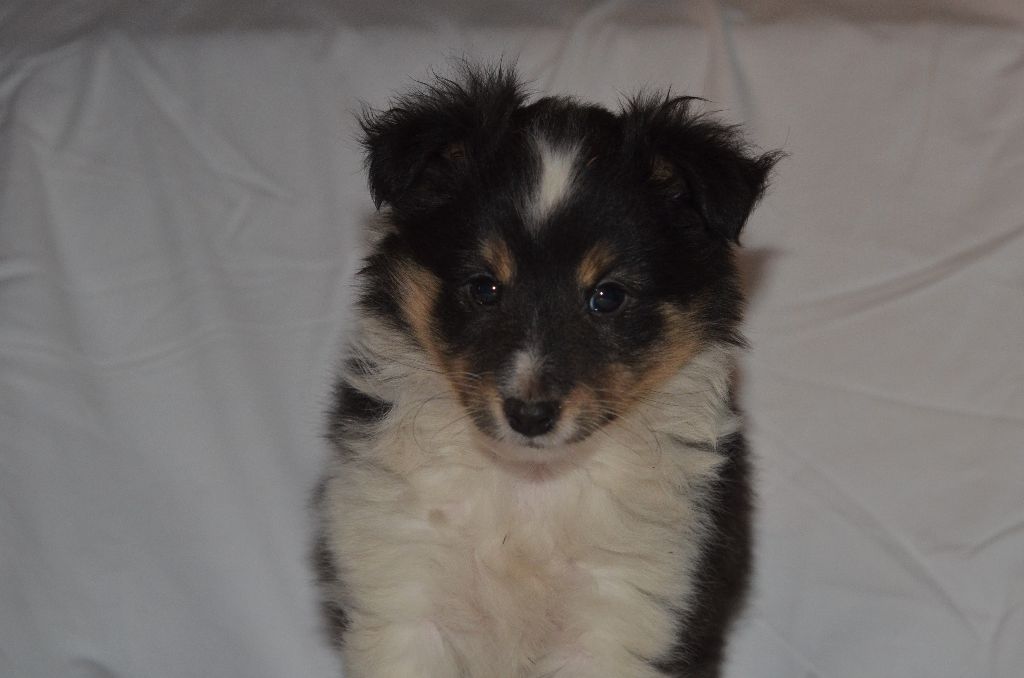 des lutins de Cassiopée - Shetland Sheepdog - Portée née le 17/11/2017