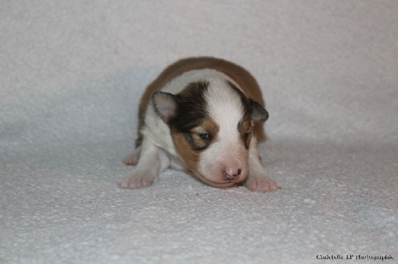 des lutins de Cassiopée - Shetland Sheepdog - Portée née le 29/12/2016